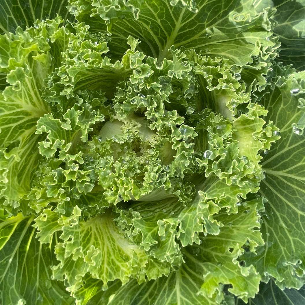 Kale 'kamome White' - View 25 from www redcrocus com