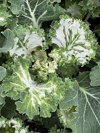 Kale 'kamome White' - View 27 from www redcrocus com