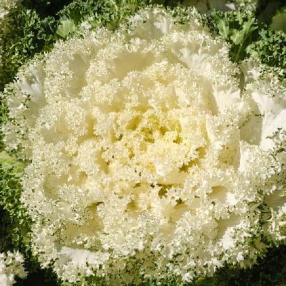 Kale 'kamome White' - View 28 from www redcrocus com