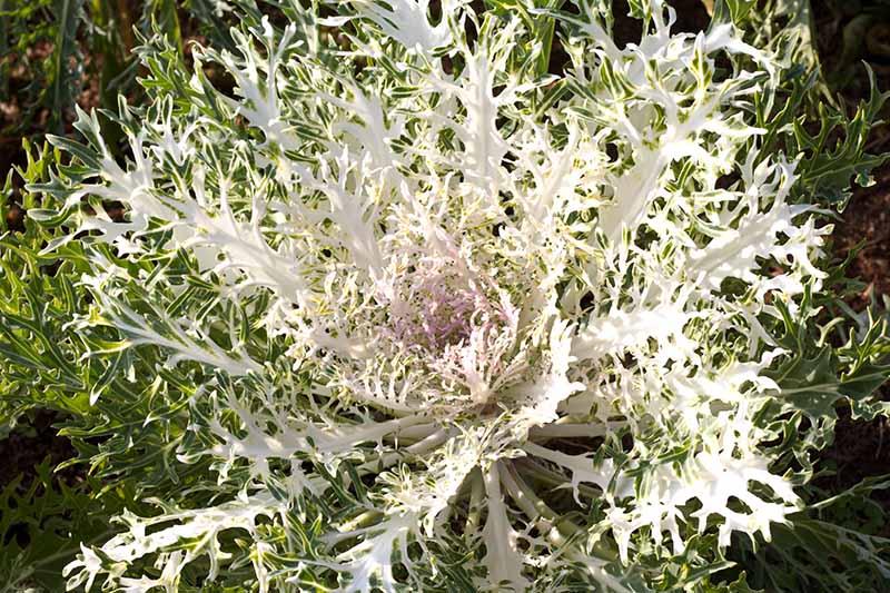 Kale 'kamome White' - View 29 from www redcrocus com