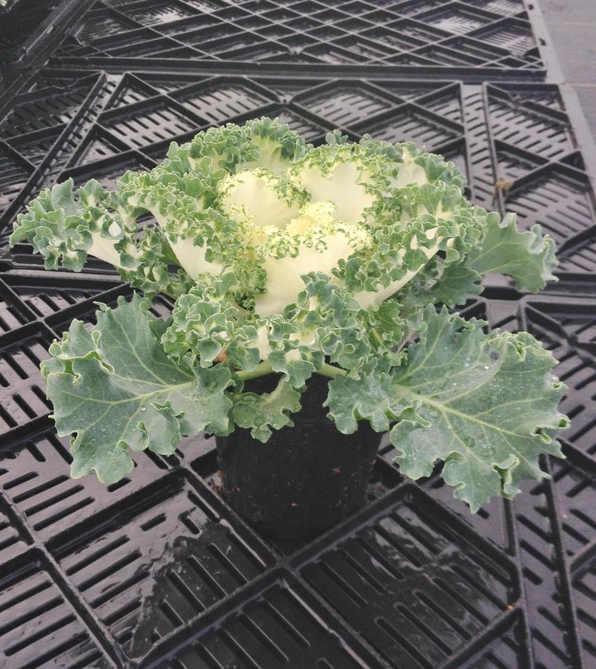 Kale 'kamome White' - View 4 from www redcrocus com