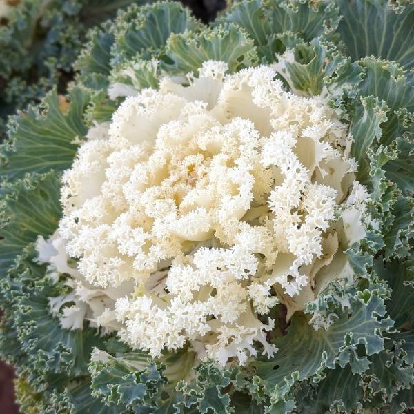 Kale 'kamome White' - View 8 from www redcrocus com