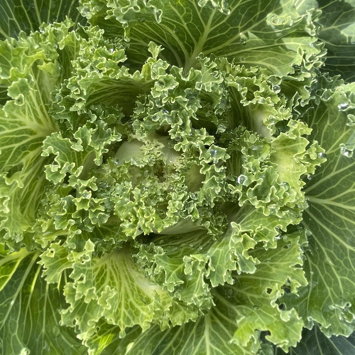 Kale 'kamome White' - View 9 from www redcrocus com