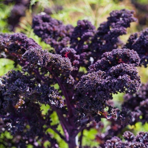 Kale 'redbor' - View 12 from www redcrocus com