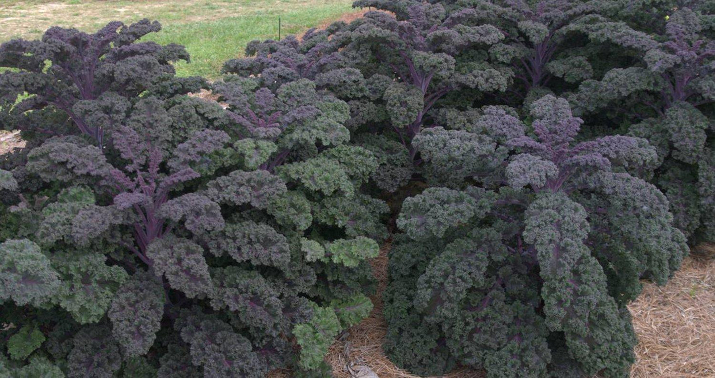 Kale 'redbor' - View 13 from www redcrocus com