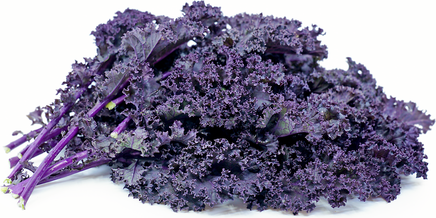 Kale 'redbor' - View 14 from www redcrocus com