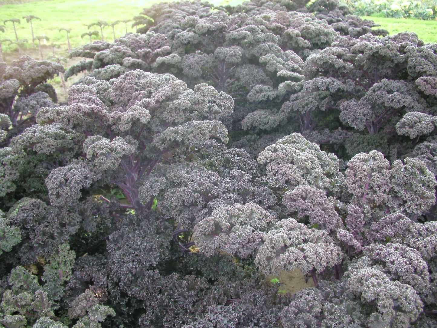Kale 'redbor' - View 15 from www redcrocus com