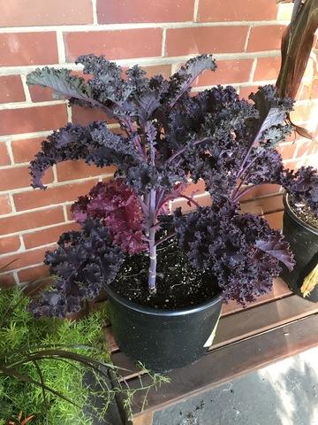 Kale 'redbor' - View 16 from www redcrocus com