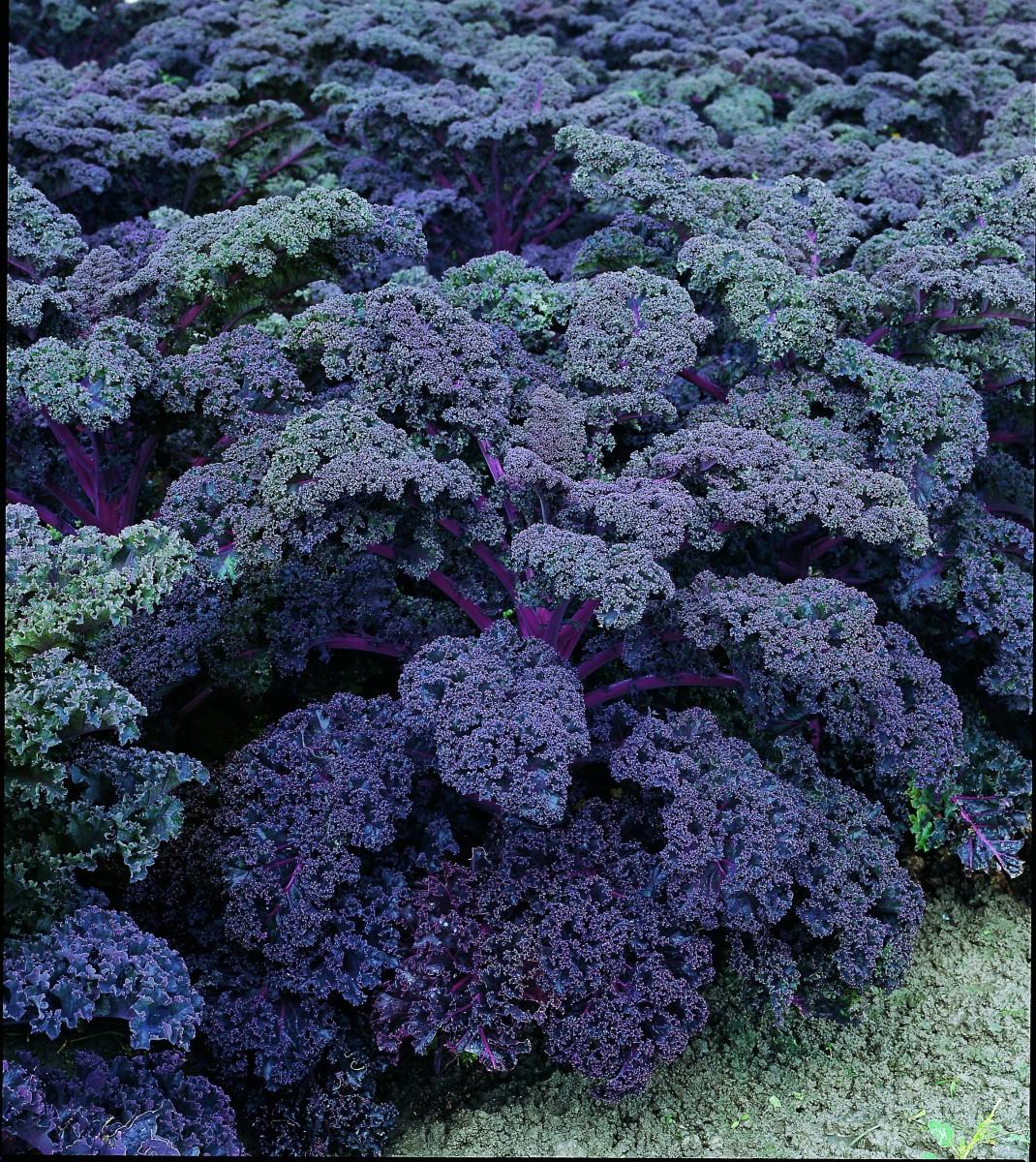 Kale 'redbor' - View 17 from www redcrocus com