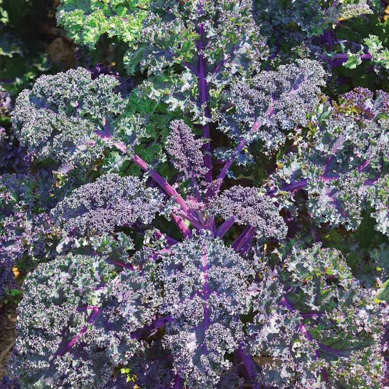 Kale 'redbor' - View 18 from www redcrocus com