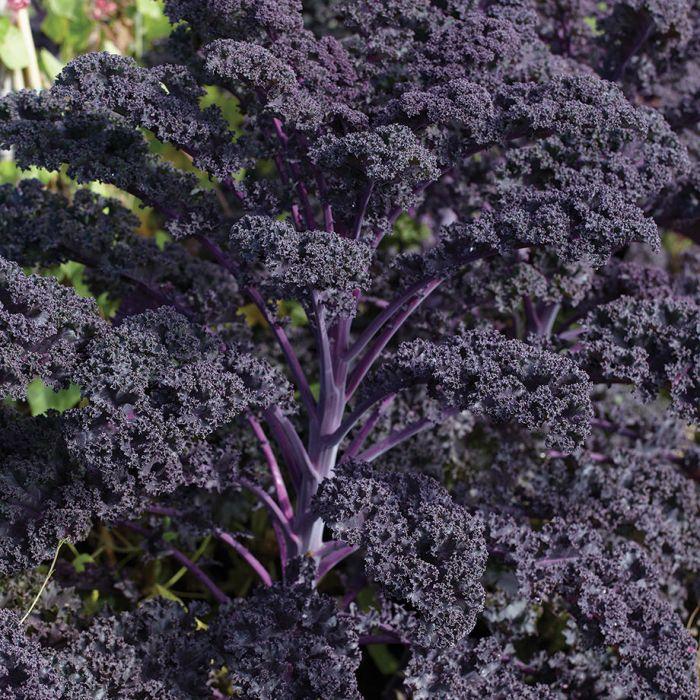 Kale 'redbor' - View 19 from www redcrocus com