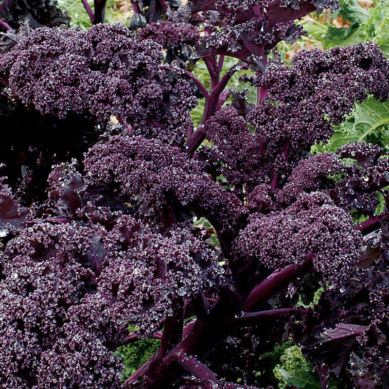 Kale 'redbor' - View 1 from www redcrocus com