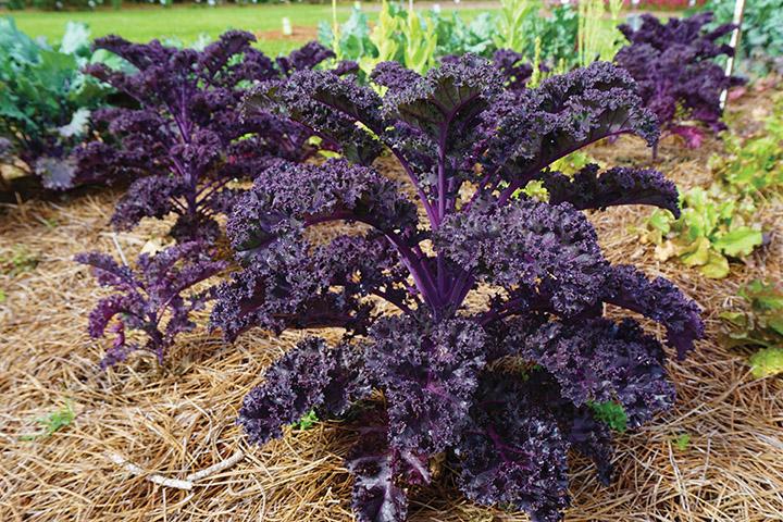 Kale 'redbor' - View 2 from www redcrocus com