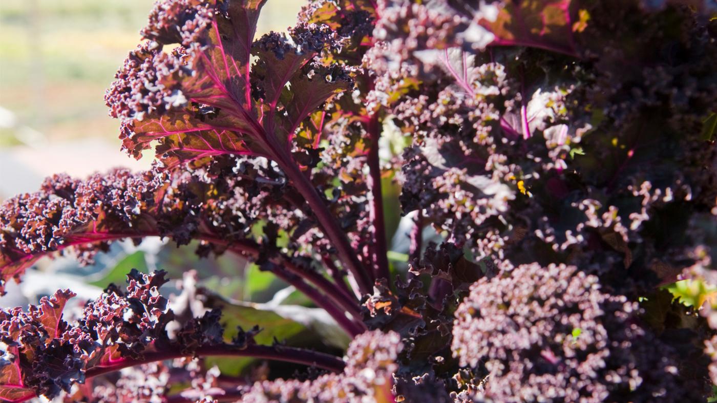 Kale 'redbor' - View 3 from www redcrocus com