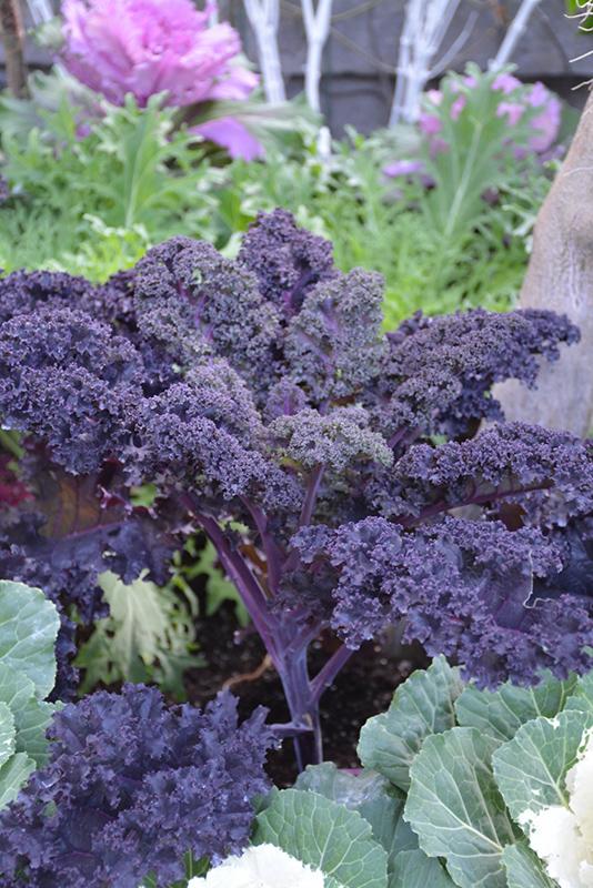 Kale 'redbor' - View 4 from www redcrocus com