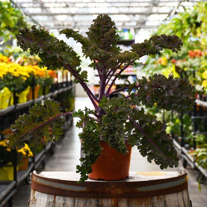 Kale 'redbor' - View 8 from www redcrocus com