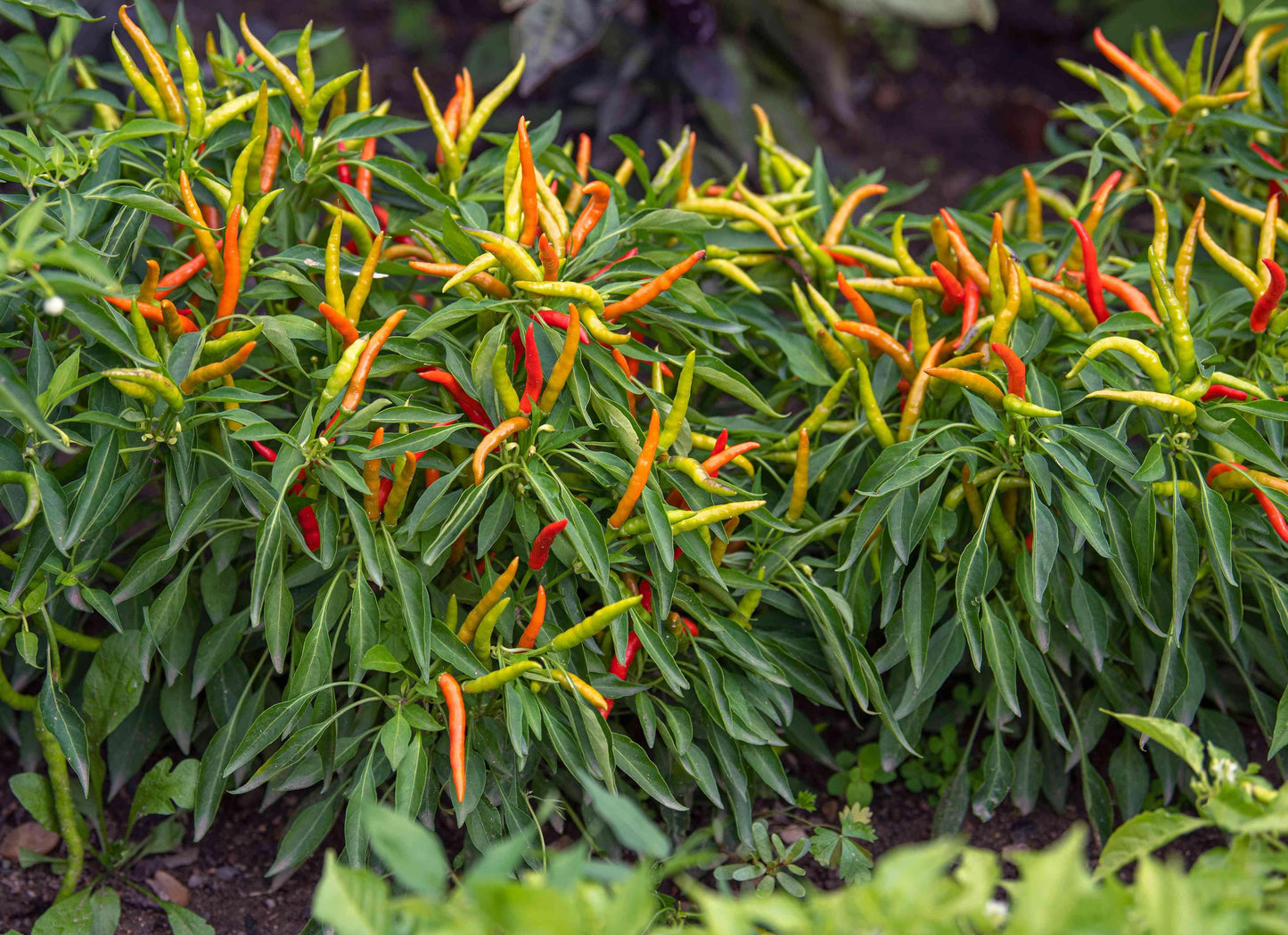Pepper, Ornamental 'chilly Chili' - View 12 from www redcrocus com