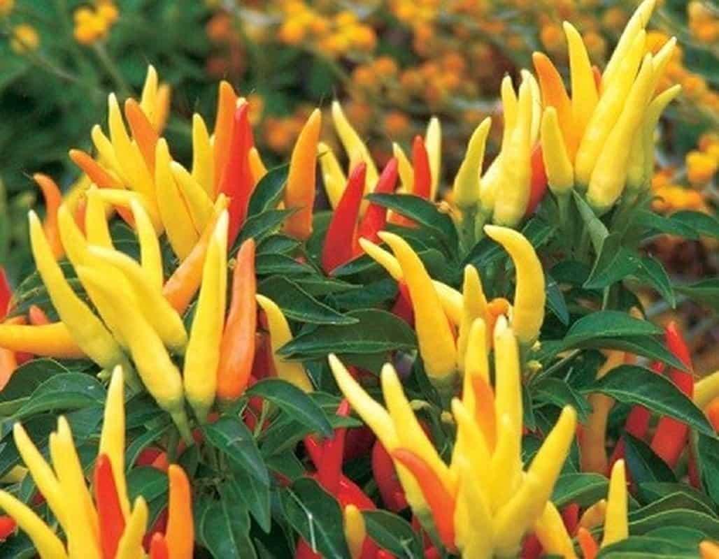 Pepper, Ornamental 'chilly Chili' - View 13 from www redcrocus com