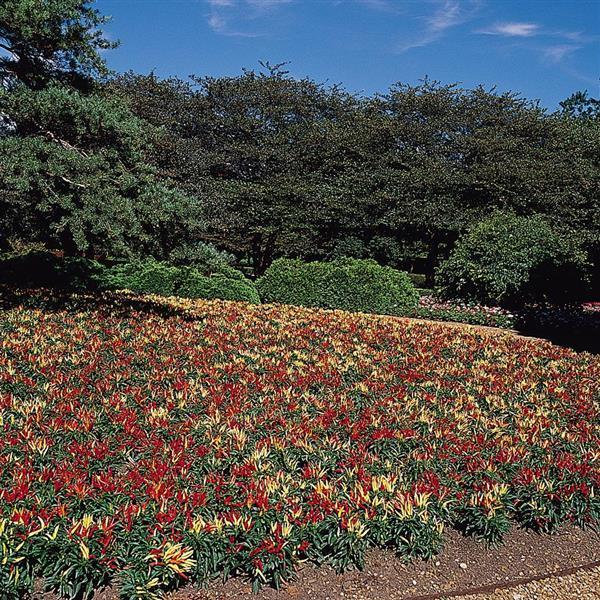 Pepper, Ornamental 'chilly Chili' - View 15 from www redcrocus com