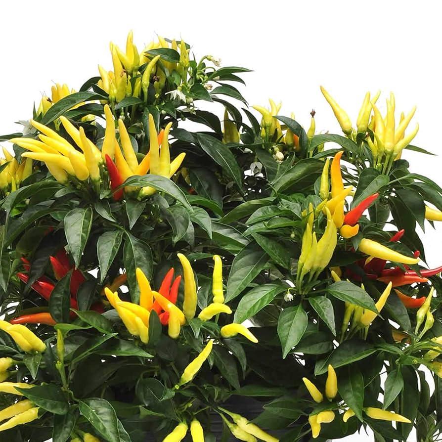 Pepper, Ornamental 'chilly Chili' - View 16 from www redcrocus com