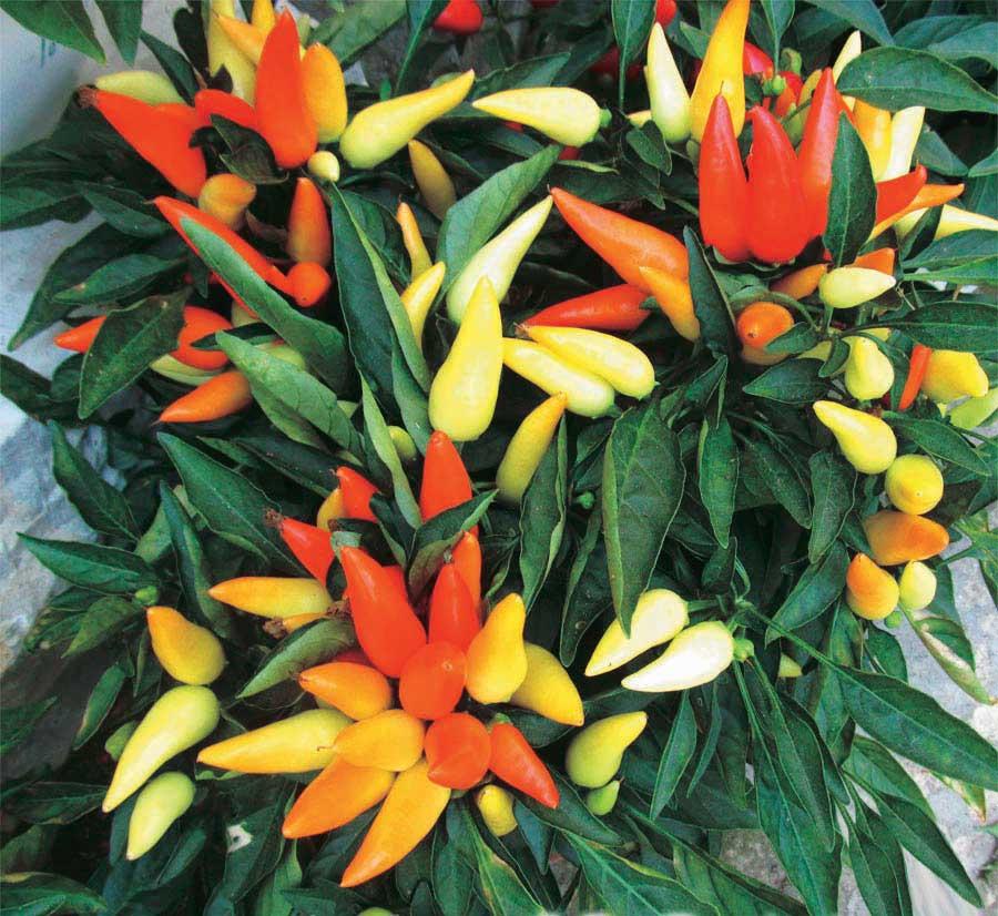 Pepper, Ornamental 'chilly Chili' - View 18 from www redcrocus com