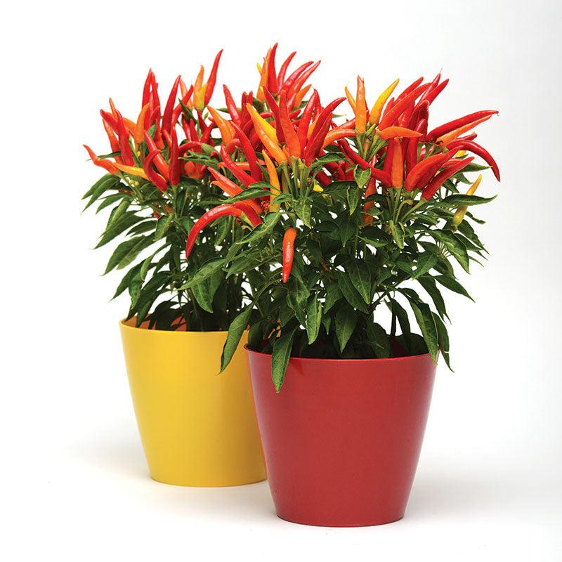 Pepper, Ornamental 'chilly Chili' - View 2 from www redcrocus com