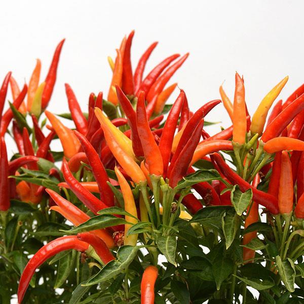 Pepper, Ornamental 'chilly Chili' - View 3 from www redcrocus com