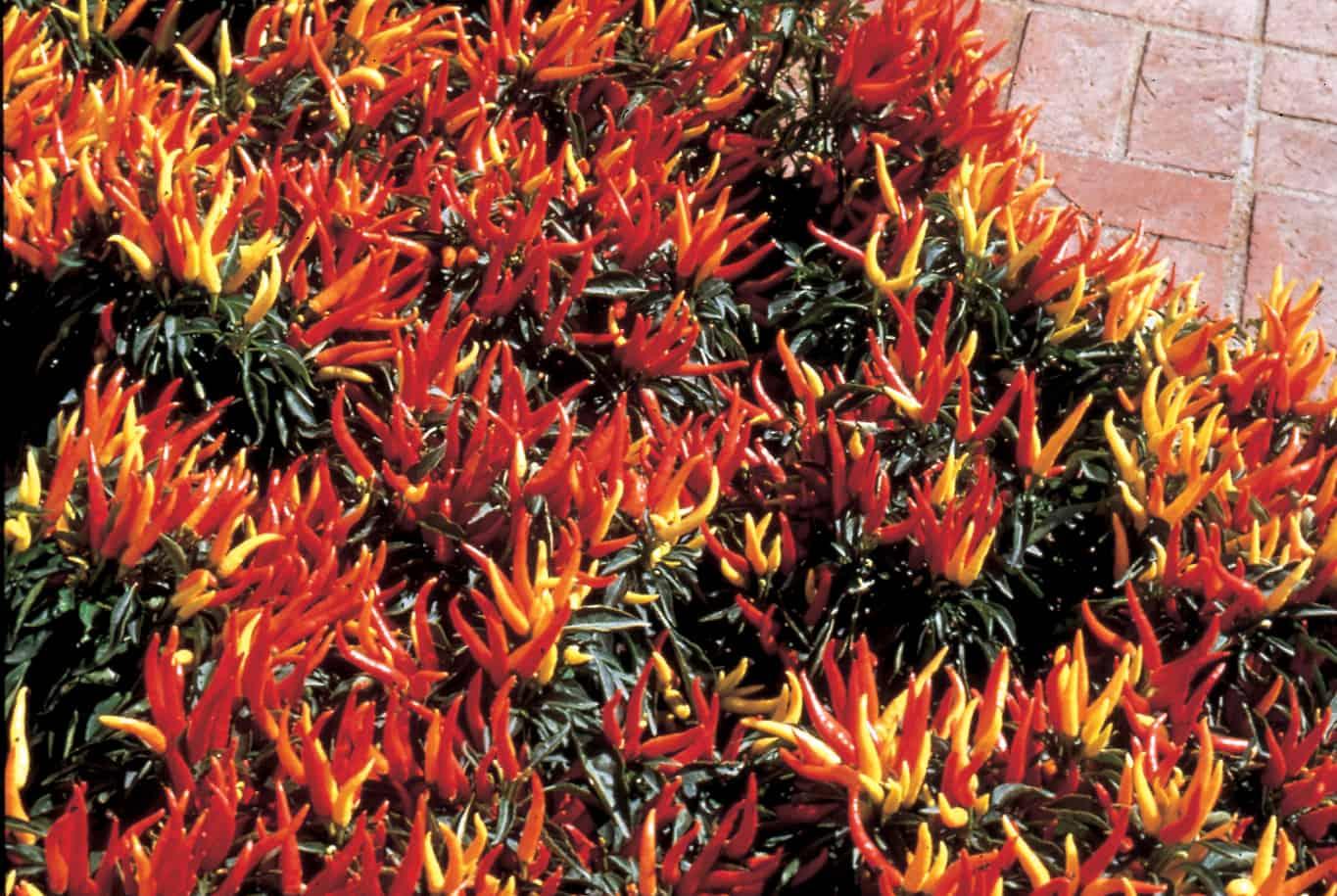 Pepper, Ornamental 'chilly Chili' - View 4 from www redcrocus com