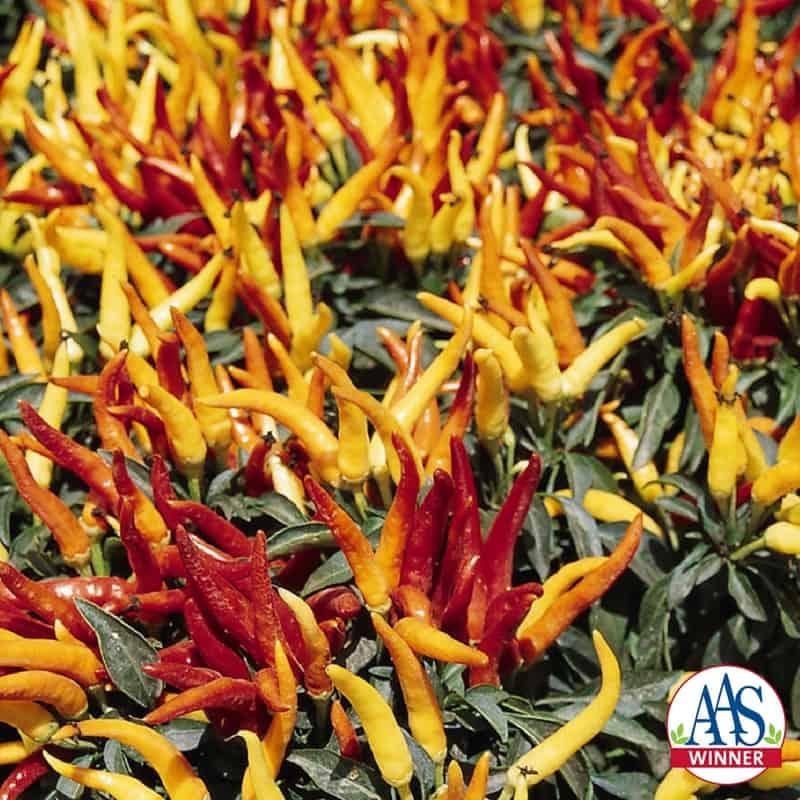 Pepper, Ornamental 'chilly Chili' - View 6 from www redcrocus com