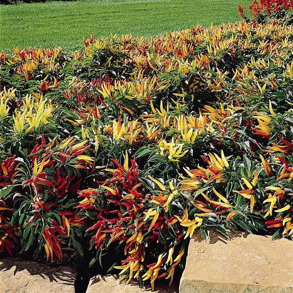 Pepper, Ornamental 'chilly Chili' - View 8 from www redcrocus com