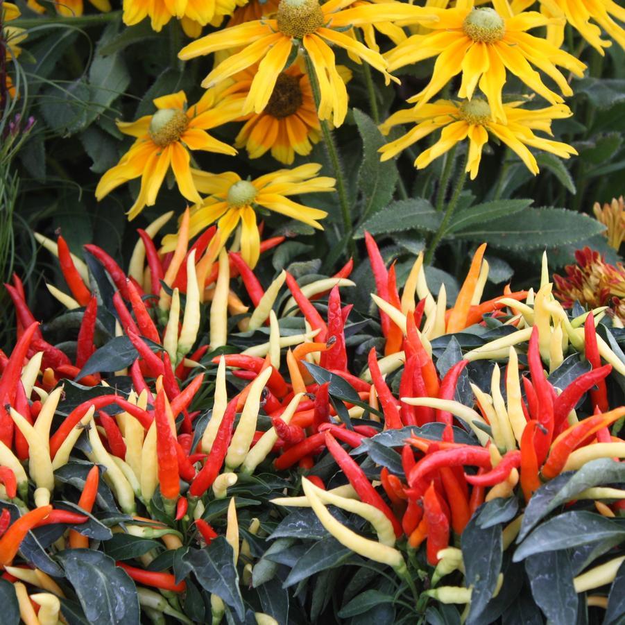 Pepper, Ornamental 'medusa' - View 10 from www redcrocus com