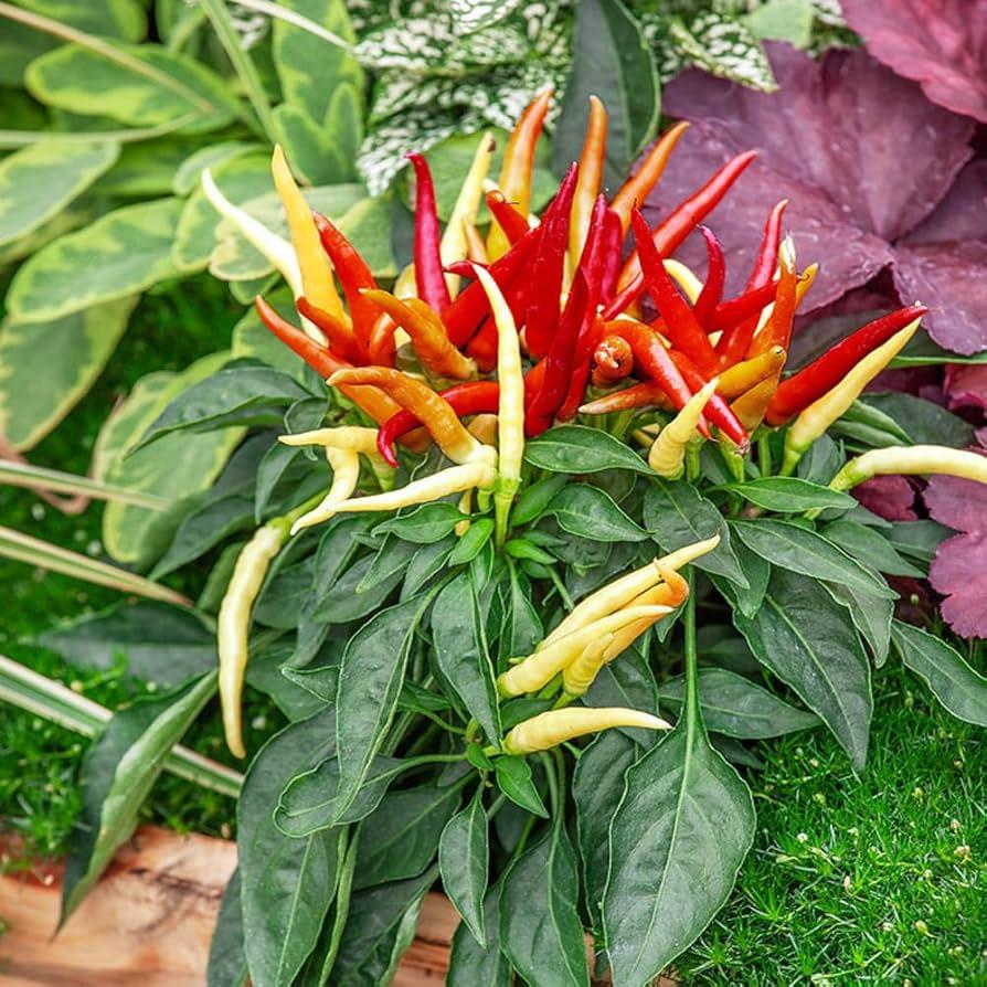 Pepper, Ornamental 'medusa' - View 11 from www redcrocus com