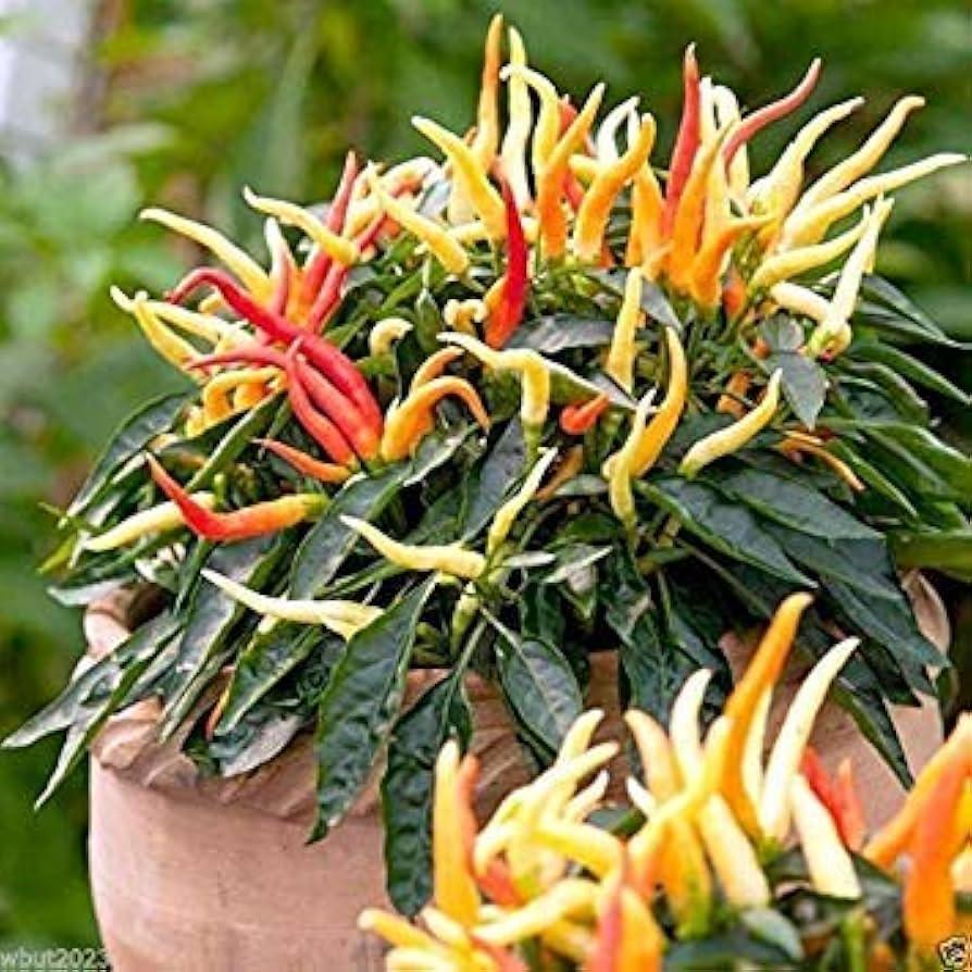 Pepper, Ornamental 'medusa' - View 12 from www redcrocus com