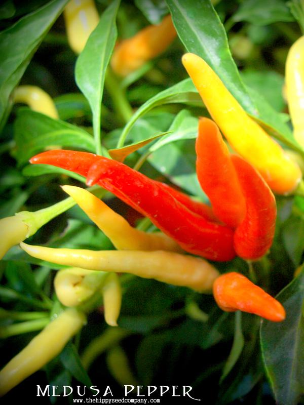 Pepper, Ornamental 'medusa' - View 13 from www redcrocus com