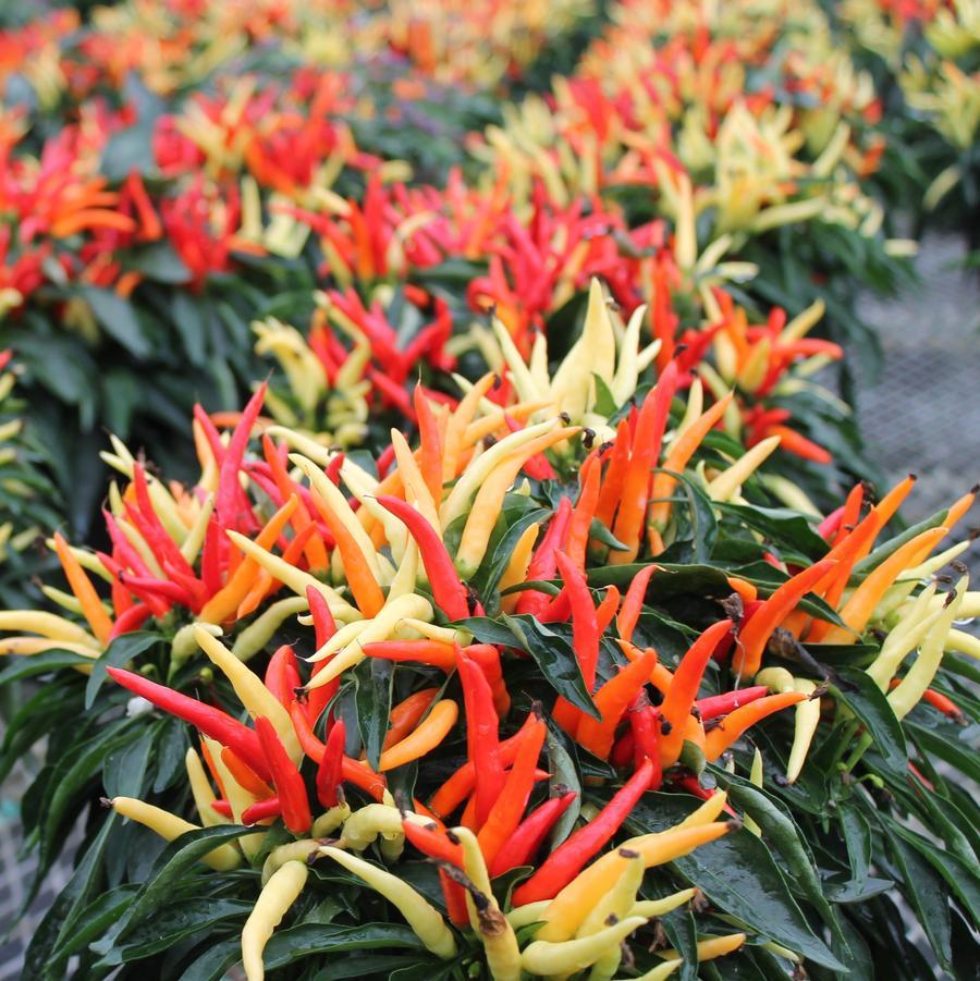 Pepper, Ornamental 'medusa' - View 15 from www redcrocus com
