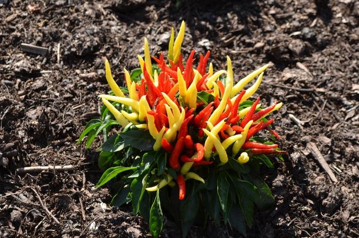 Pepper, Ornamental 'medusa' - View 16 from www redcrocus com