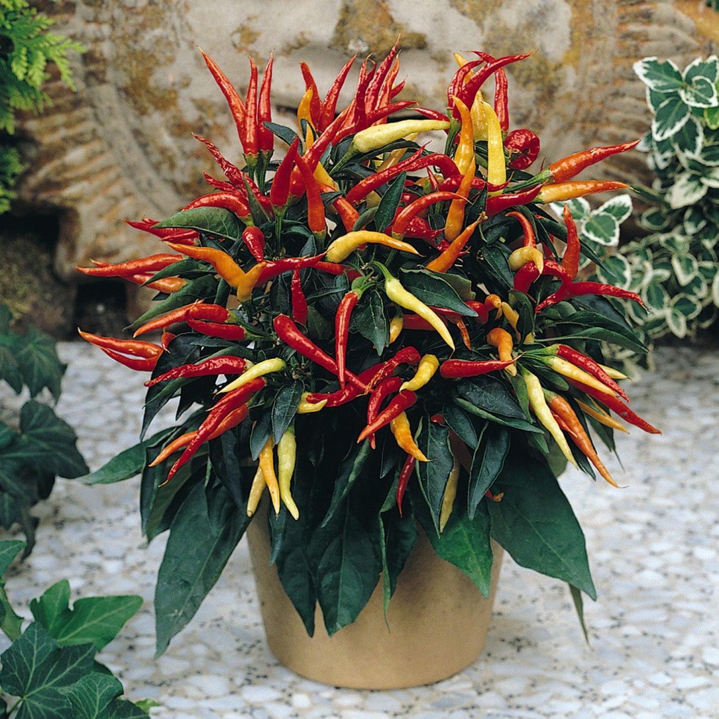 Pepper, Ornamental 'medusa' - View 3 from www redcrocus com