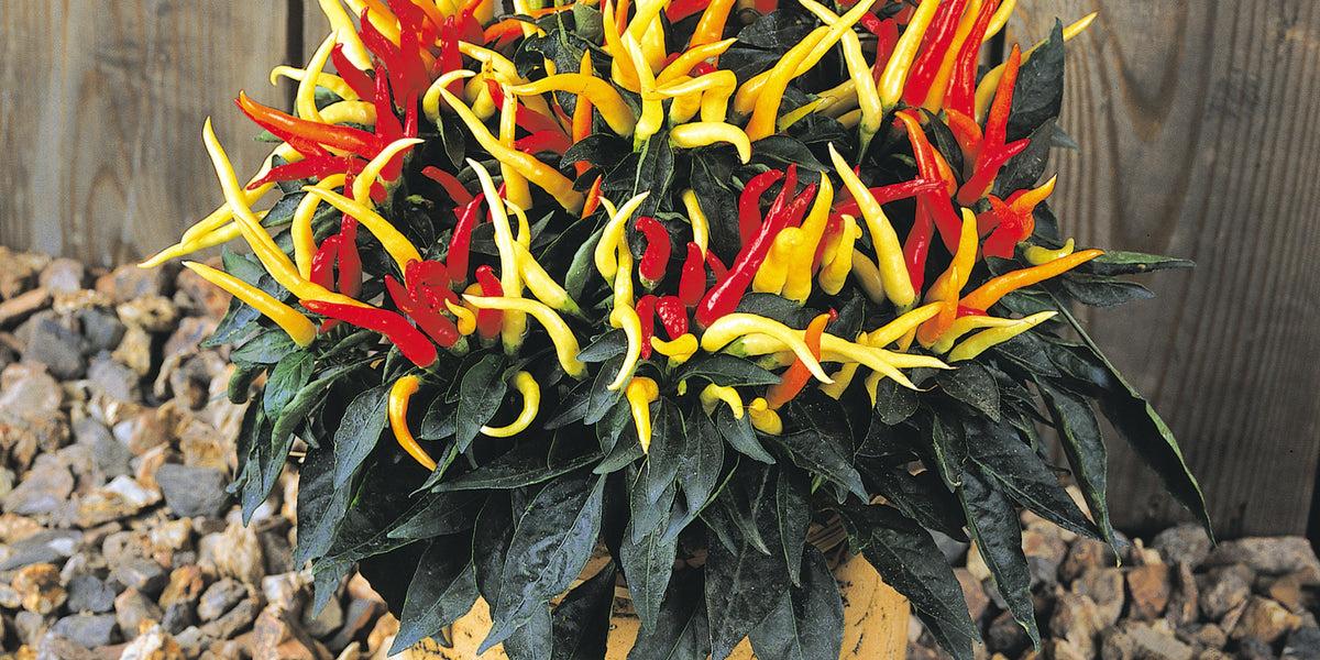 Pepper, Ornamental 'medusa' - View 4 from www redcrocus com