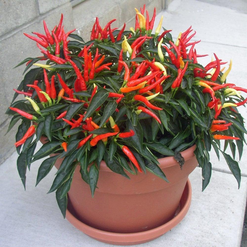 Pepper, Ornamental 'medusa' - View 5 from www redcrocus com
