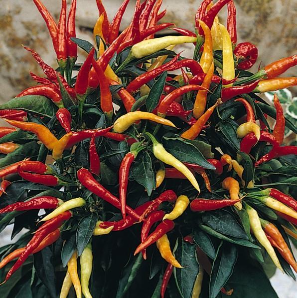 Pepper, Ornamental 'medusa' - View 6 from www redcrocus com