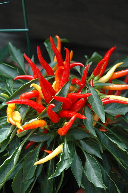 Pepper, Ornamental 'medusa' - View 8 from www redcrocus com