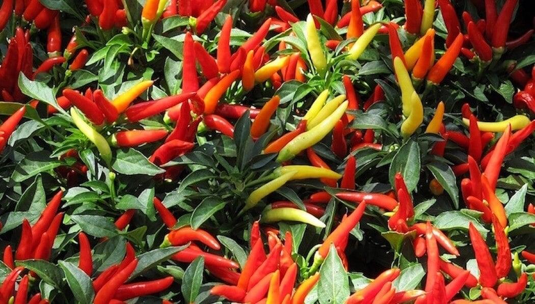Pepper, Ornamental 'medusa' - View 9 from www redcrocus com
