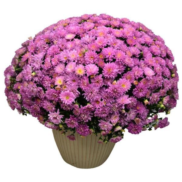 Aster Novi Belgii 'magic Pink' - View 10 from www redcrocus com