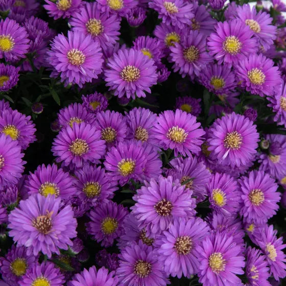 Aster Novi Belgii 'magic Pink' - View 12 from www redcrocus com