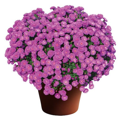 Aster Novi Belgii 'magic Pink' - View 13 from www redcrocus com