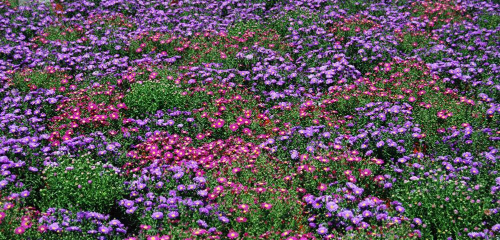 Aster Novi Belgii 'magic Pink' - View 14 from www redcrocus com