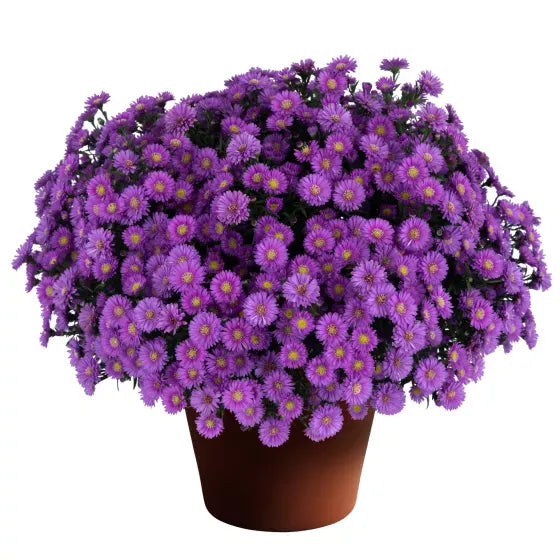 Aster Novi Belgii 'magic Pink' - View 15 from www redcrocus com