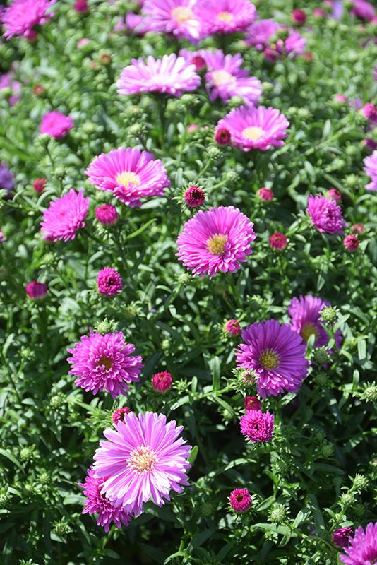 Aster Novi Belgii 'magic Pink' - View 19 from www redcrocus com