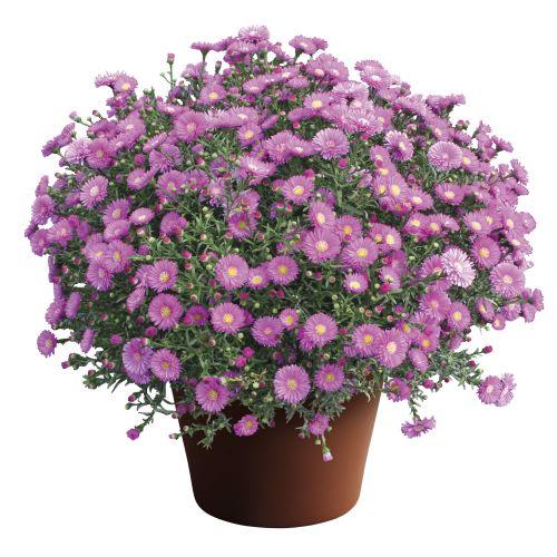 Aster Novi Belgii 'magic Pink' - View 20 from www redcrocus com