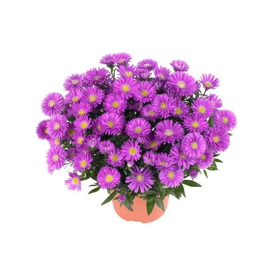 Aster Novi Belgii 'magic Pink' - View 22 from www redcrocus com